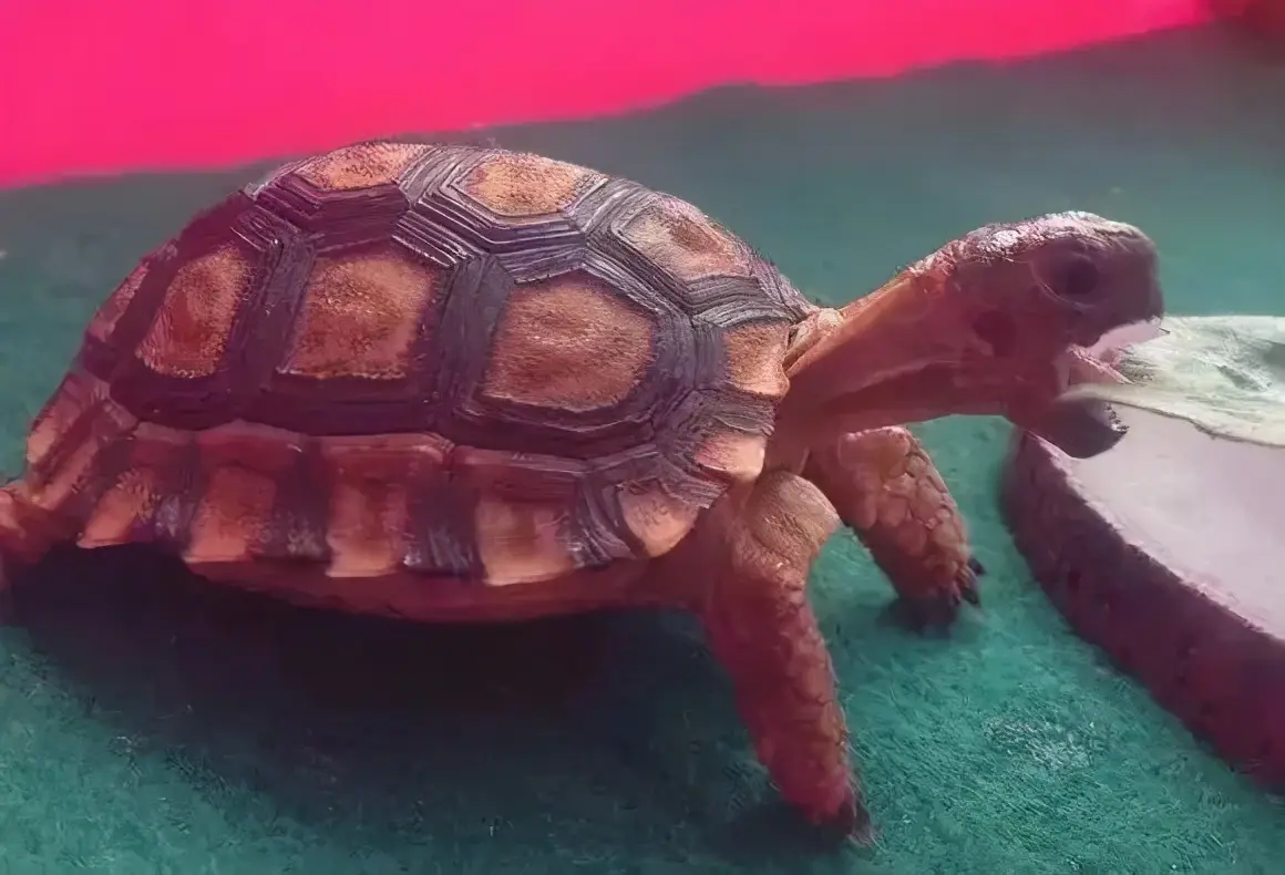 乌龟的种类图片及名称（乌龟的品种图片）