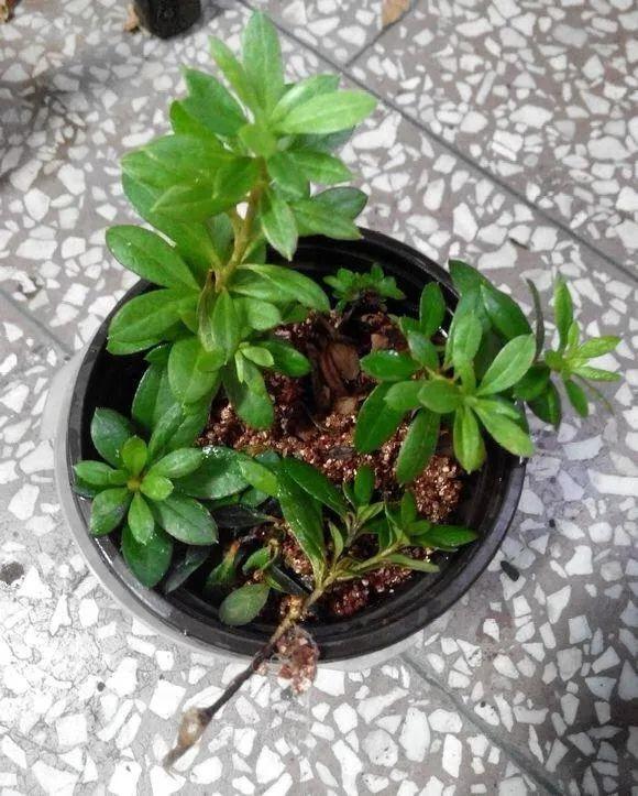 10种花,现在赶紧扦插,随便插土里就能活