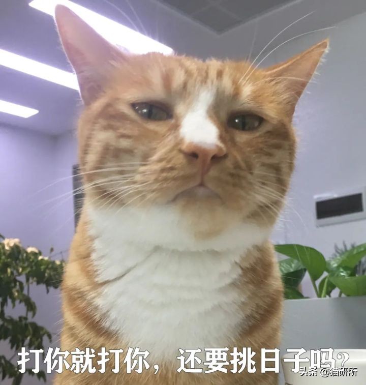 猫咪为啥会揍我？是我做错了什么吗？