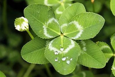 白花车轴草是三叶草吗（白三叶草植物的习性特征）