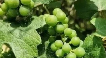 那些别人家的大学！真香！看看你的大学榜上有名吗？