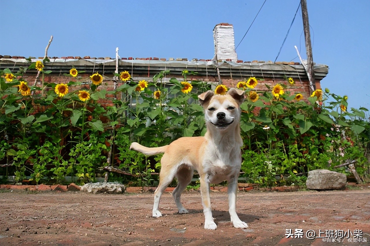 同样是土狗 为何日本柴犬能卖上万元 而中华田园犬却无人问津 天天看点