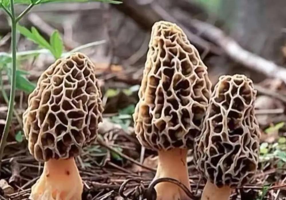 野生9种蘑菇?吃过几种?全吃过算你厉害