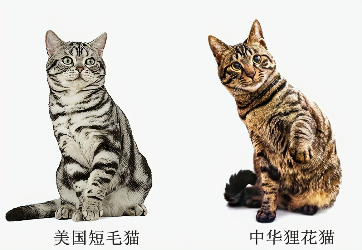 美国短毛猫丨银虎斑