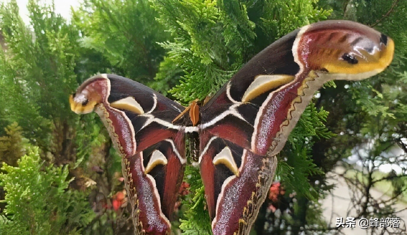 "双头蛇"现身云南?常被人误认为是"蝴蝶",实际是一只大飞蛾