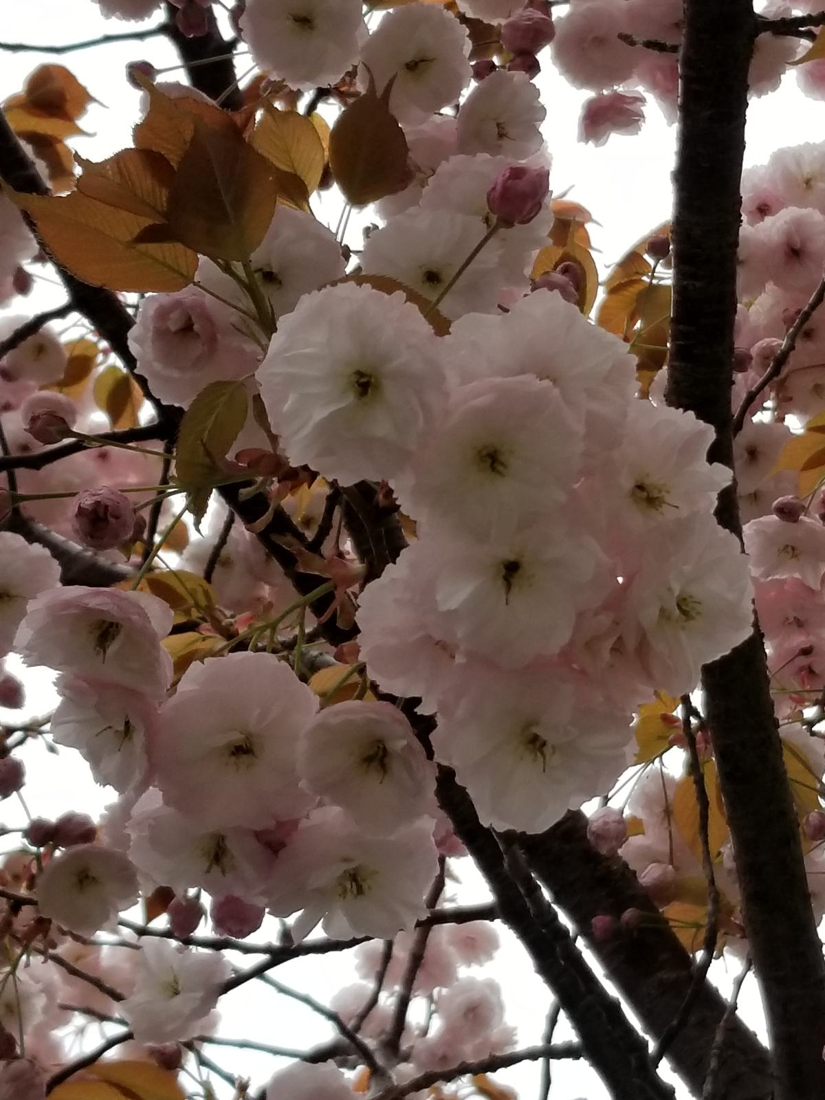 日本晚樱花期开花多久（带你认识超好看的樱花品种）