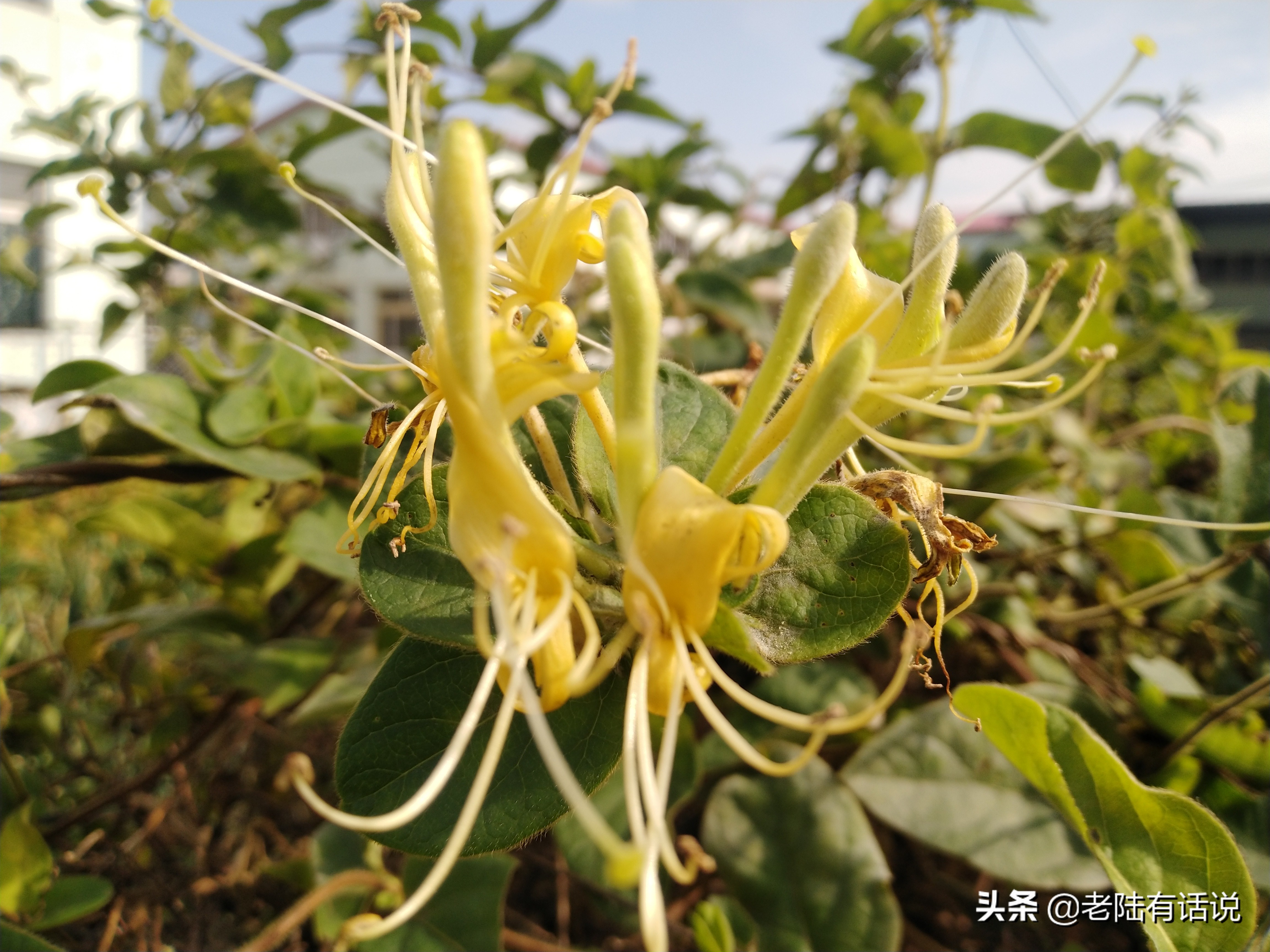 我的城市小菜园，我的田园之梦，金秋收获绿色食品