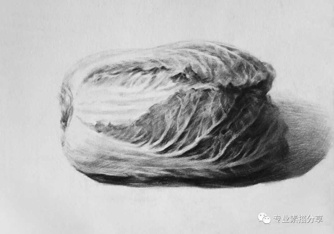 静物｜白菜画法与步骤