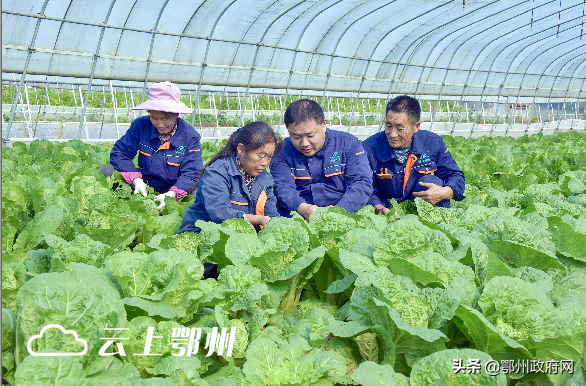 武汉大学袁丁现状（鄂州海归博士回乡种大米）