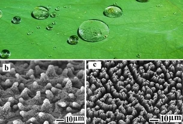 荷叶为什么不沾水？超高分辨率显微镜下，才知出淤泥而不染的原因