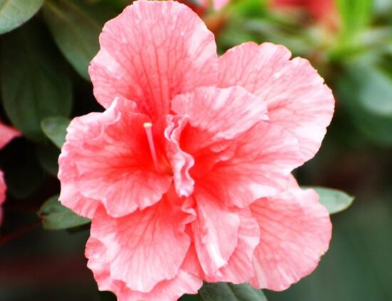 杜鹃花的寓意和象征（杜鹃花适合养在家里的好处）