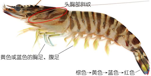 虾的品种有哪几种（如何辨别虾的类别种类）