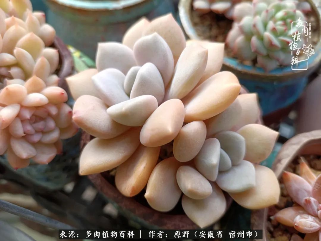 我心观世界：生活与多肉，应无所住而生其心