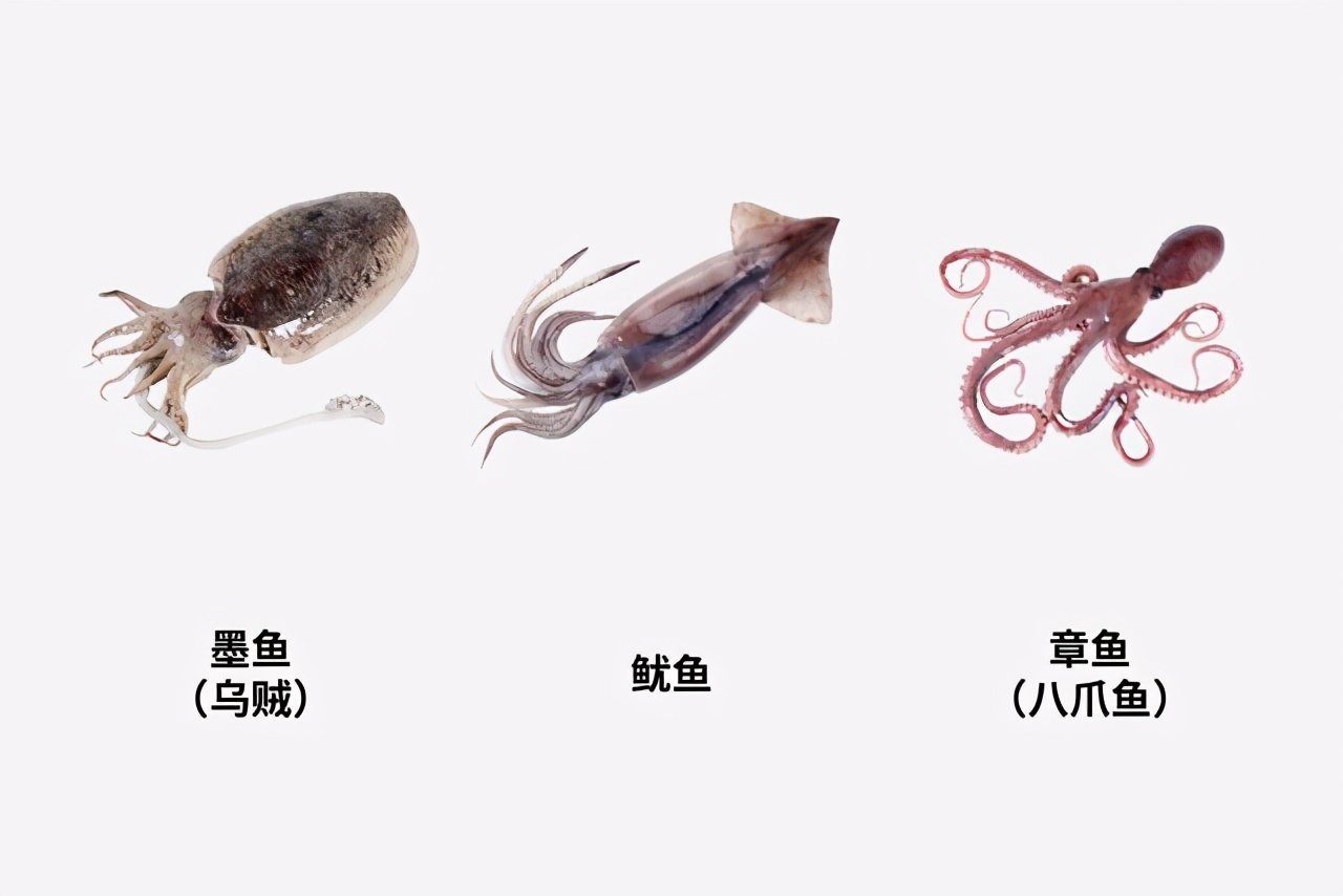 鱿鱼,章鱼,墨鱼一直分不清,看完这篇就明白了,不会再买错
