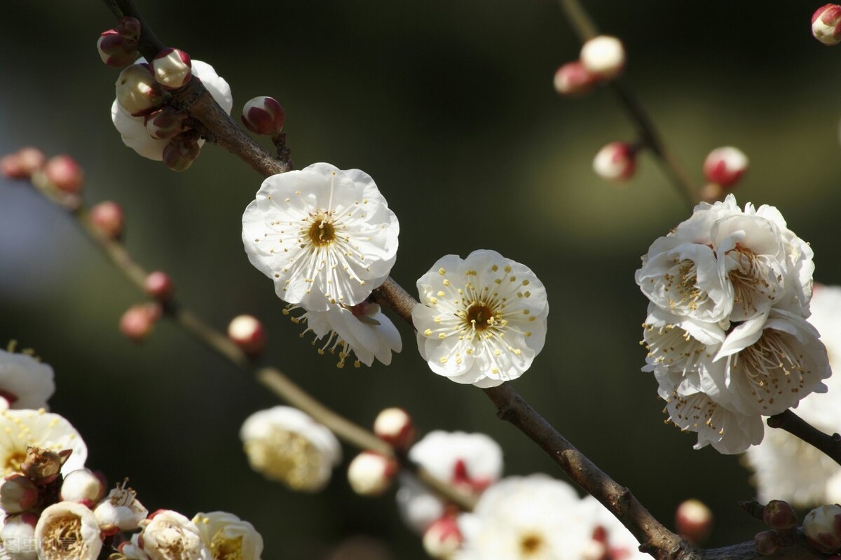 茉莉花有毒吗（20种常见的安全花无毒无害很安全）