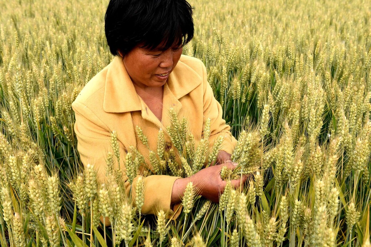 小麦产量高，品种很重要！154个国审小麦，有你满意的吗？（五）