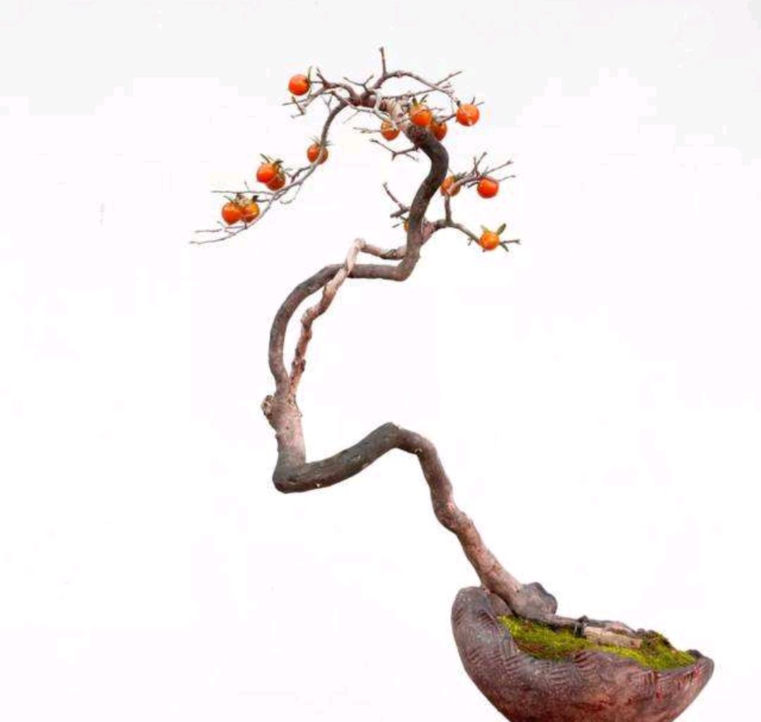 养老鸦柿就用这几招,植株健壮结果多,你做对了吗?