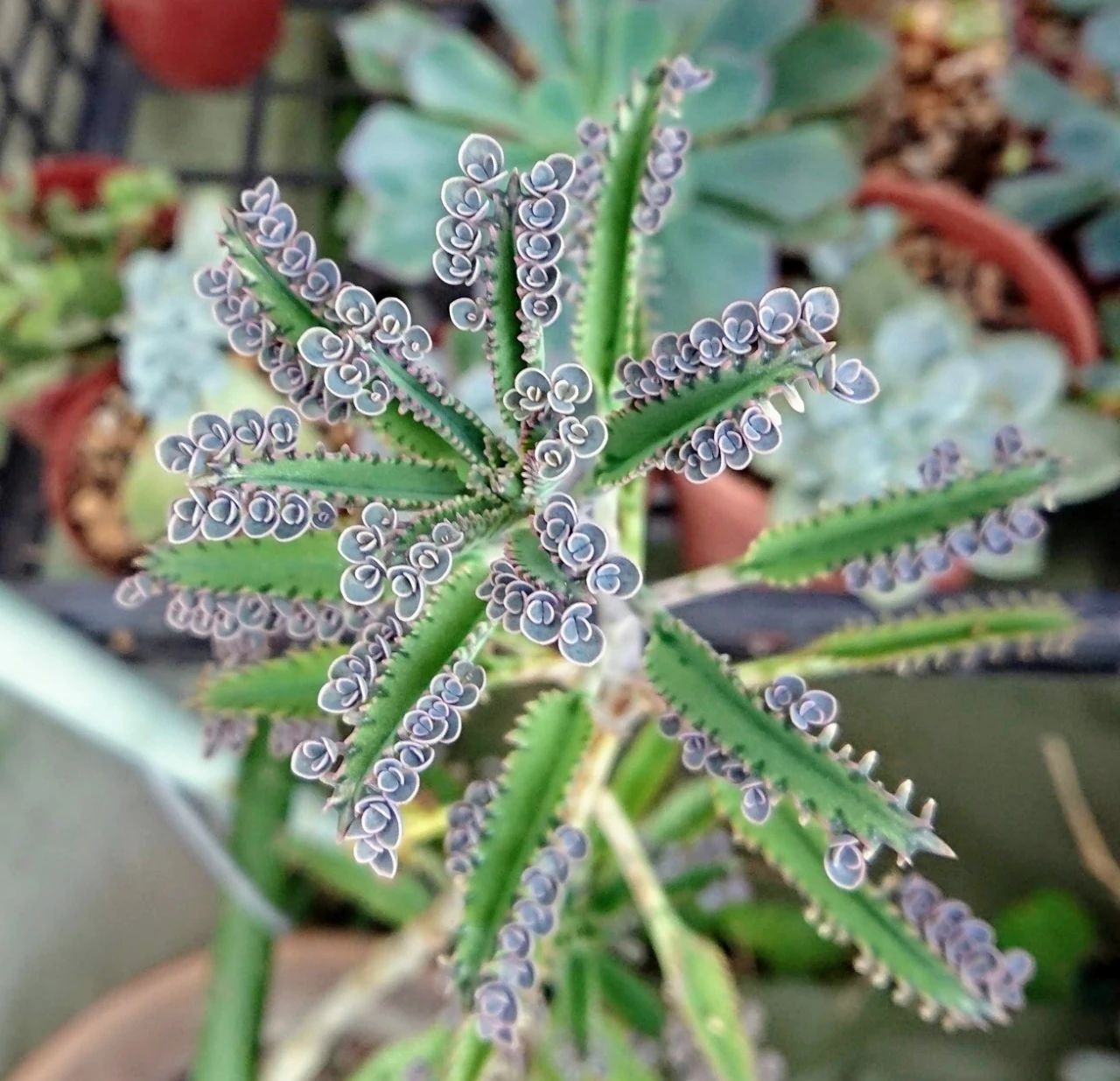 不死鳥多肉夏天随便養不會挂 品種很多 冬春開花就特好看 天天看點