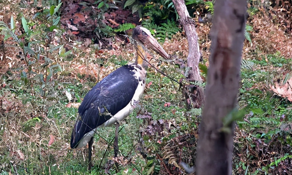 鹙怎么读?鹙的读音和意思