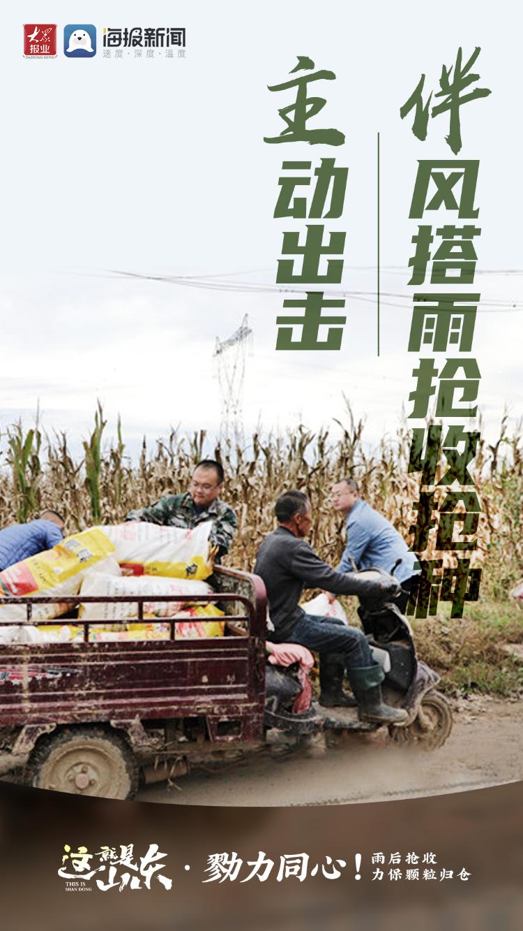 这就是山东丨勠力同心！雨后抢收力保颗粒归仓