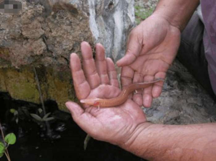 长像最接近龙的动物洞螈，每12年才会交配一次，到底有多“懒”？