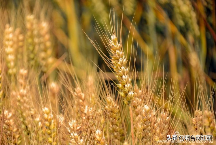人们常说"三夏"大忙季节，即指忙于夏收、夏种和春播作物的夏管。