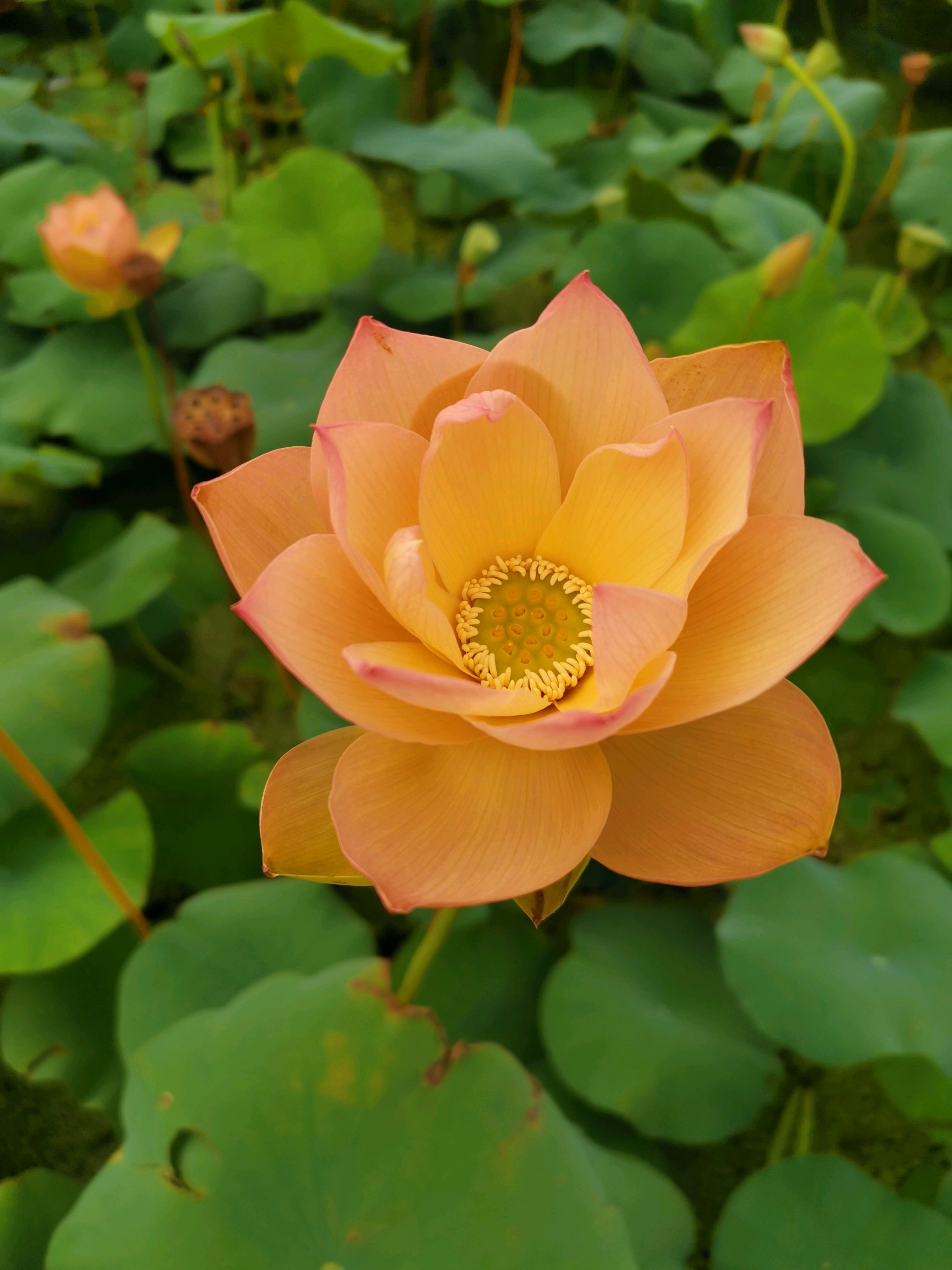 最全荷花品种图鉴丨没想到荷花也有这么多品种,多到颠覆认知