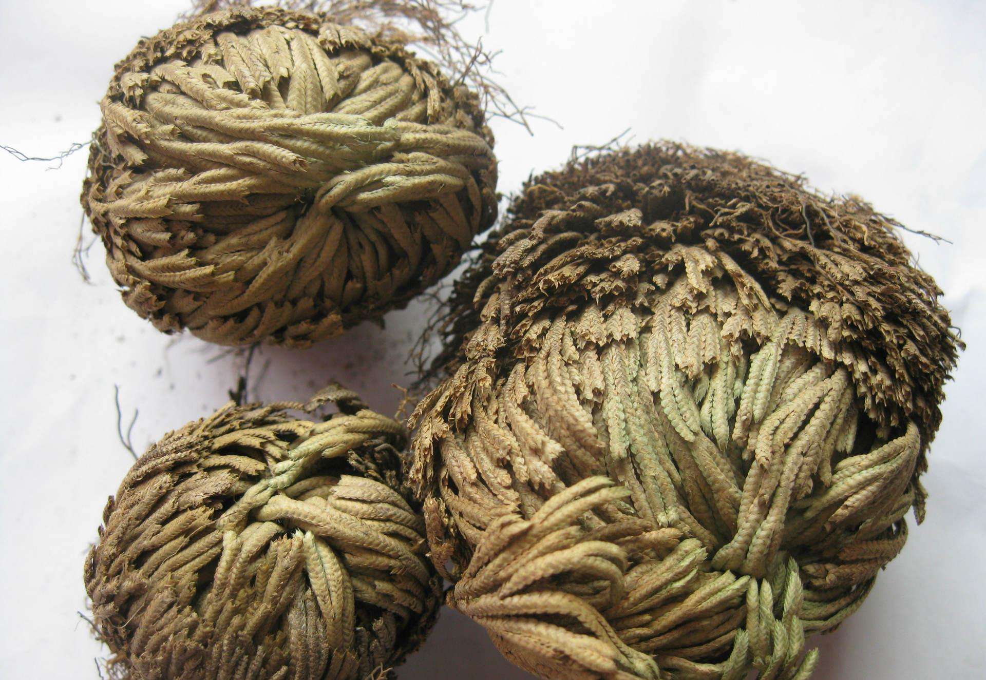 还阳草图片(这植物叫) - 赤虎壹号