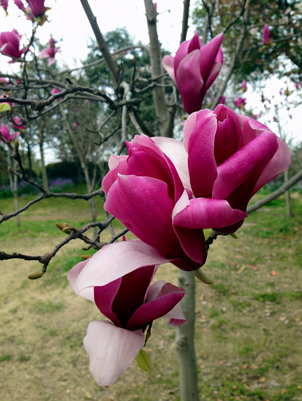 玉兰花长什么样（玉兰花大全简介5种玉兰花分享）