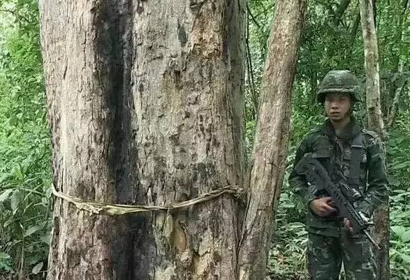 缅甸花梨（大果紫檀）如此消耗，7年后将彻底消失！