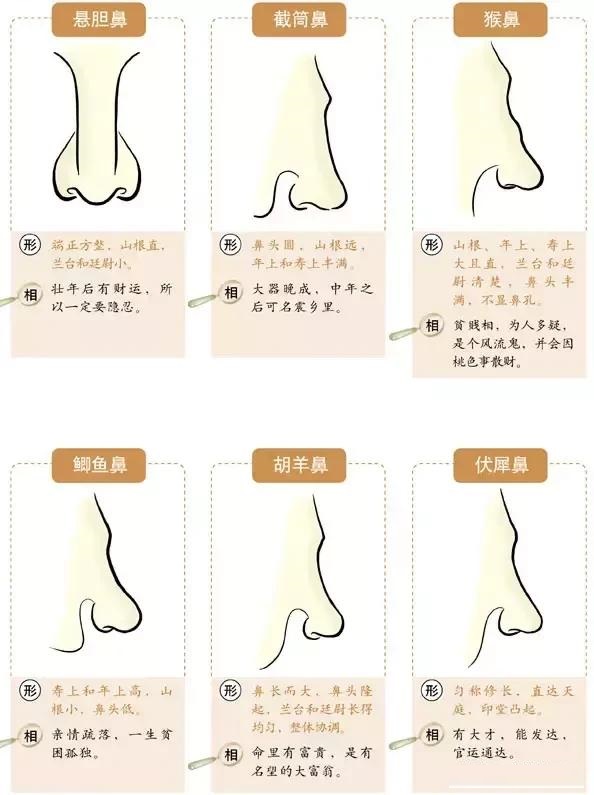 你今生命运如何,从你鼻子就可看出