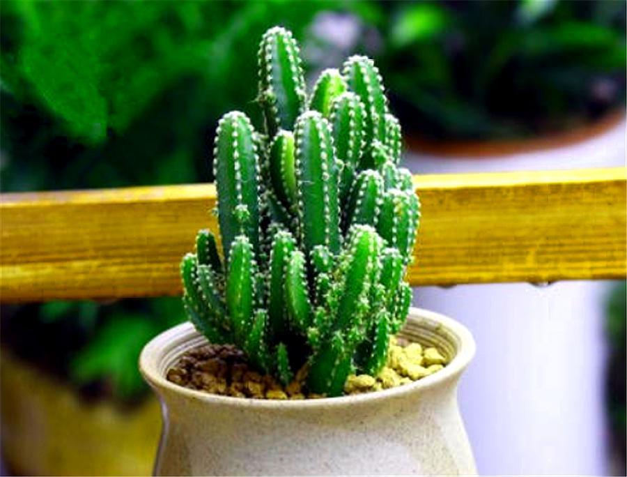 这种仙人掌人称"五指山",气势雄壮,习性强健,越"懒"越漂亮