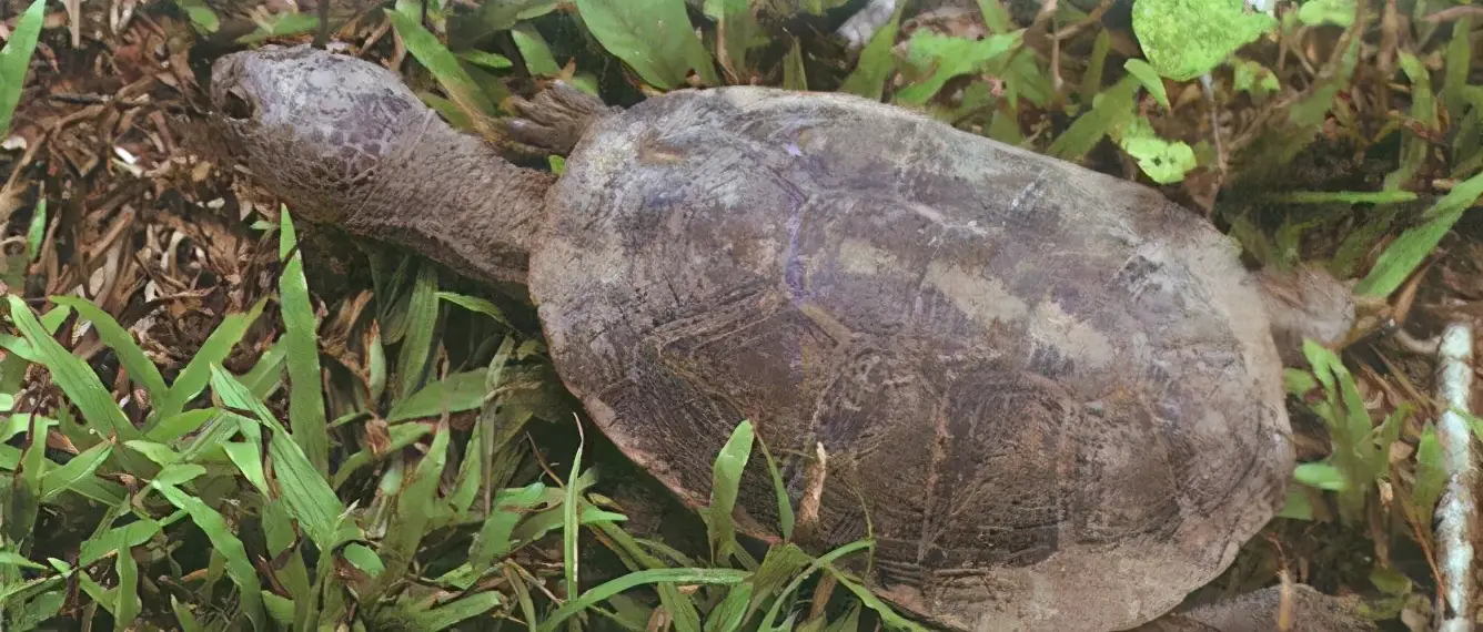 乌龟的种类图片及名称（乌龟的品种图片）