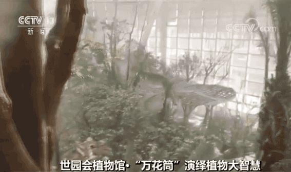 什么树最高？什么树会“武术”？植物也有大智慧