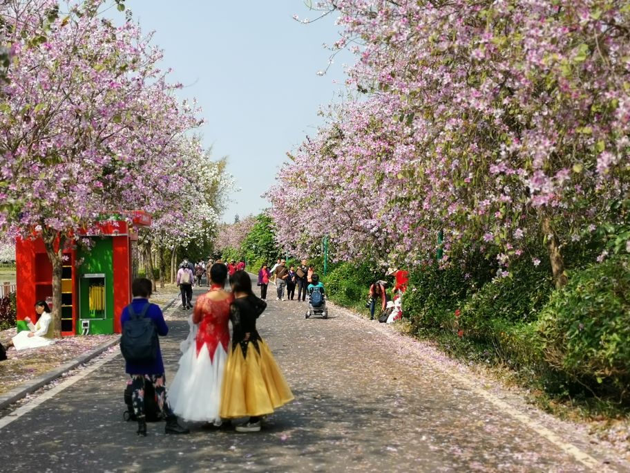 浓烈芬芳  春风十里赏花路  徜徉在广州海珠湿地的花海之中