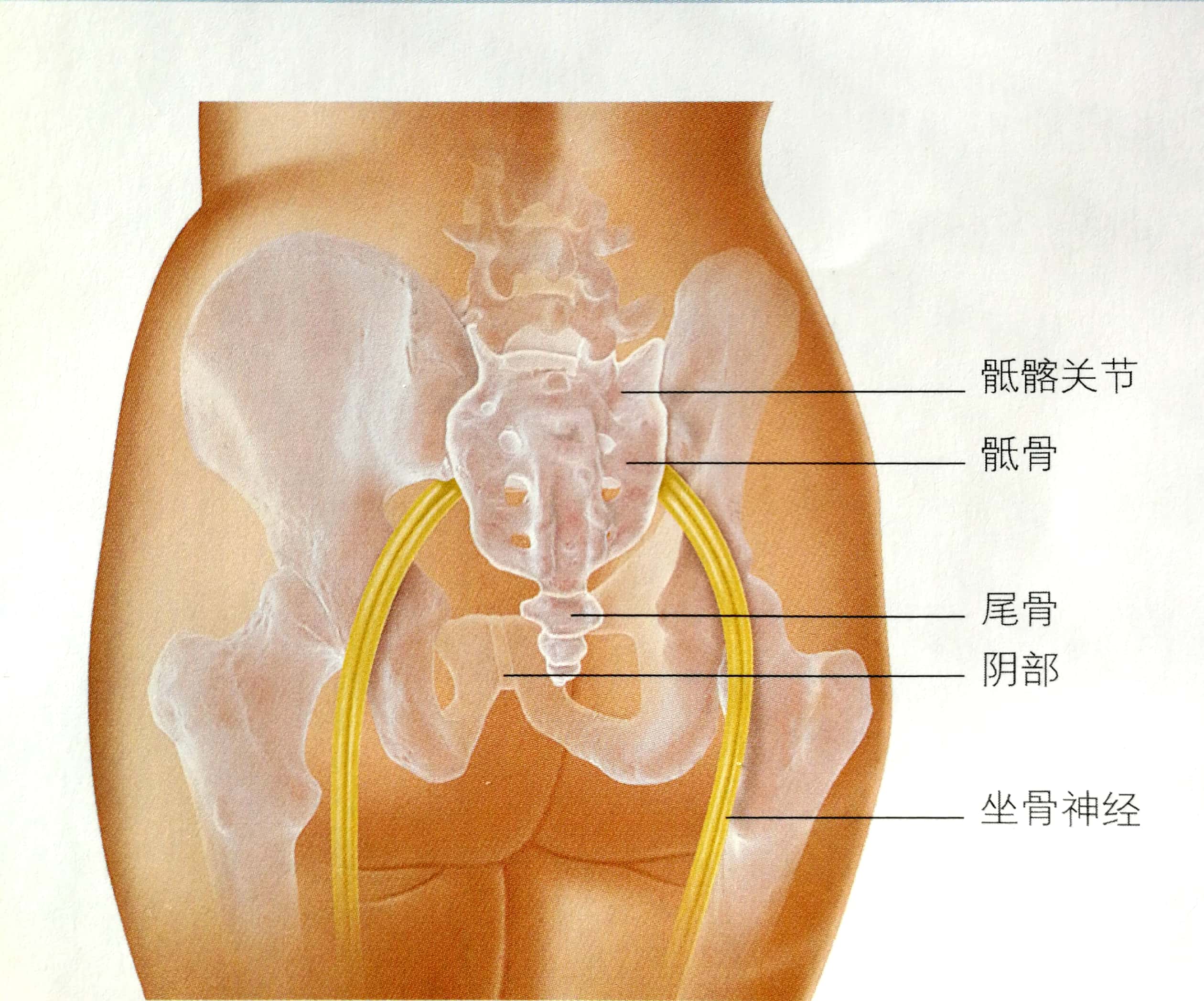 孕晚期骨盆疼痛，原来是这3大原因，附上缓解小妙招是不是很有爱
