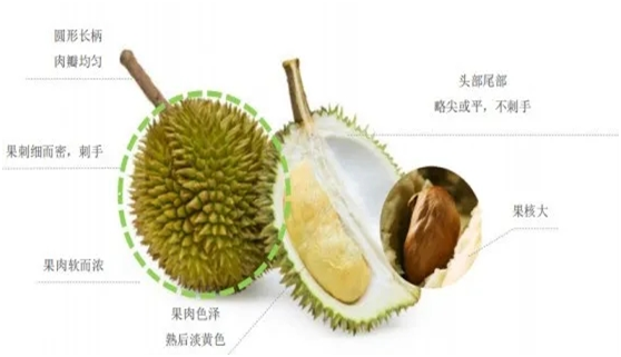 如何挑选榴莲以及榴莲的常见问题解答