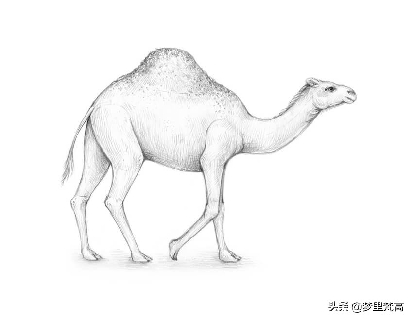骆驼头素描图片