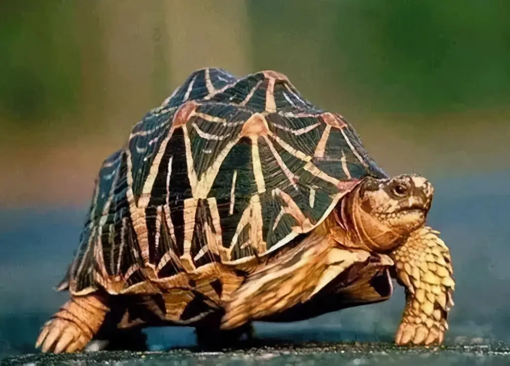 乌龟的种类图片及名称（乌龟的品种图片）