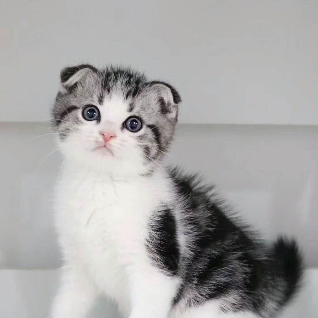 no.4 苏格兰折耳猫