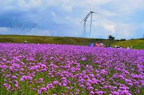 貴陽高坡雲頂浪漫紫色花海迎夏綻放,邂逅美好夏天,你值得擁有