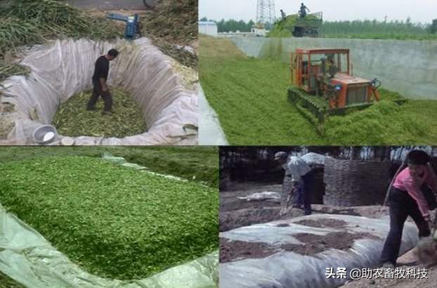 各种农作物秸秆制作成牛羊猪鸡鸭的饲料简单操作技术，降本增效