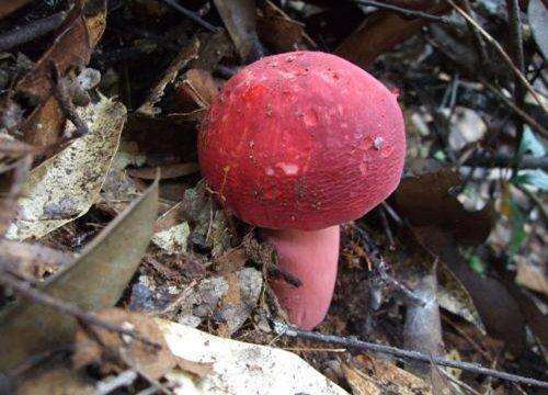 红色的蘑菇敢吃吗?原来营养很丰富,模样好看还能赏