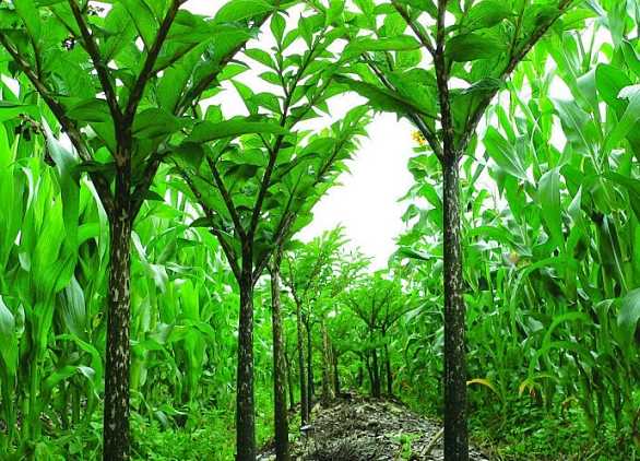 魔芋种植亩产二万斤技术要点，从品种土地选择育种管理大全（一）