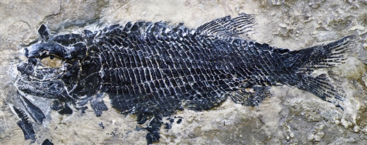 距今2.44亿年！云南发现最古老肋鳞裂齿鱼