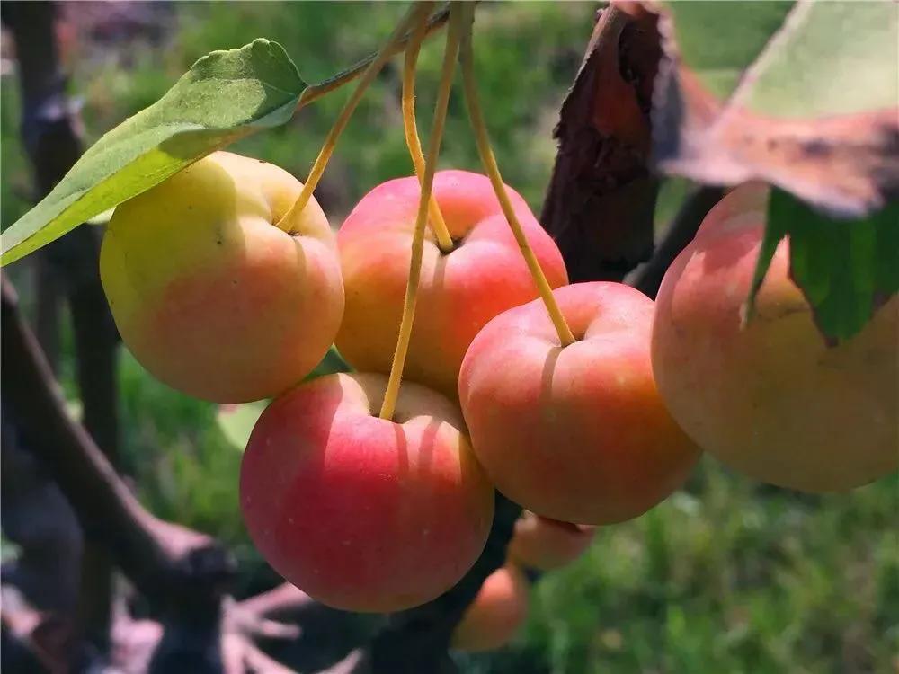 秋天来了,棵棵海棠树的枝条上都挂满了累累果实,红彤彤,黄橙橙的一片