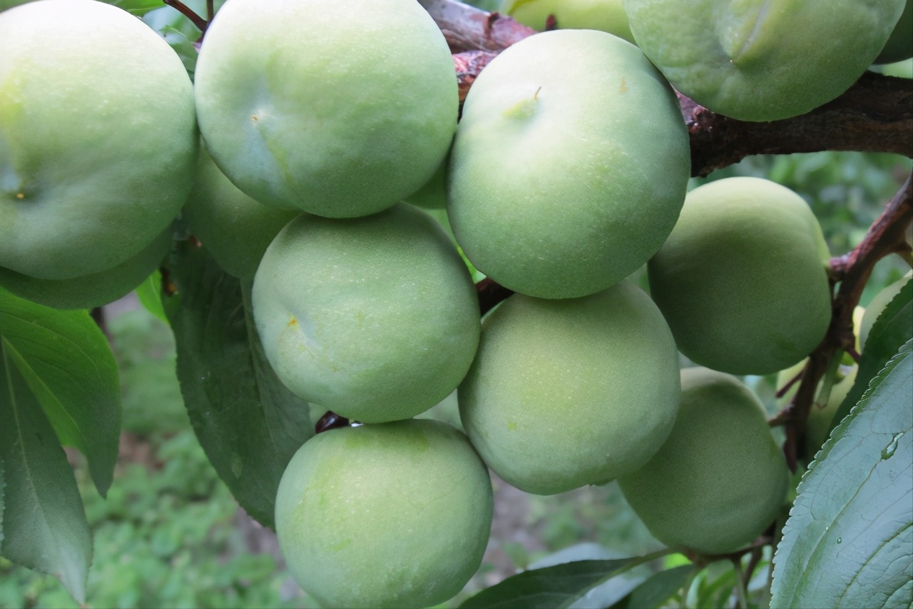 美国黑布林口碑跌至冰点，原产于我国的9个李子，你识得几个？