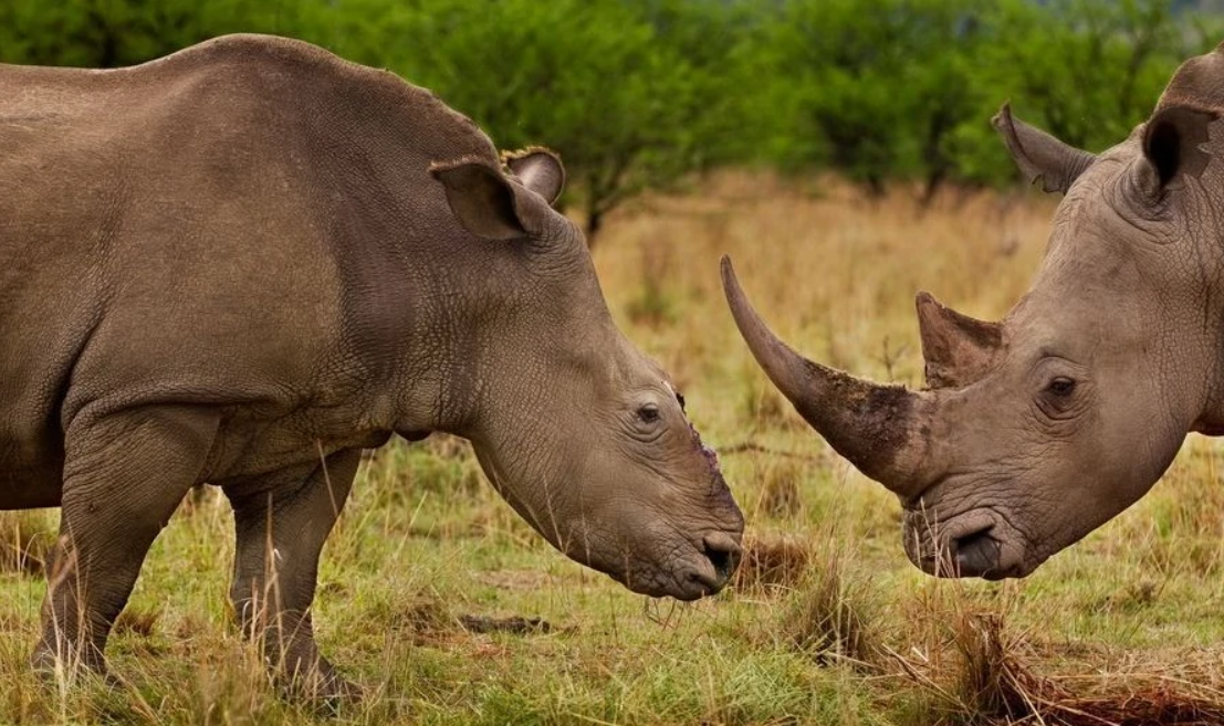 两个犀牛的差别非常大,基因分析上完全不一样,所以也根本无法进行繁殖