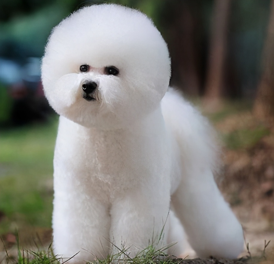 小房子也能养狗，这6种小型犬，占地不大而且还忠诚