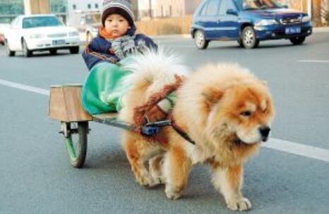 养松狮犬的六大坏处，你能接受吗？